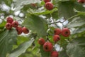 Crataegus pinnatifida, Chinese hawthorn hawberry with red ripened fruits