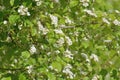 Crataegus sanguinea -Blooming hawthorn on a sunny spring day Royalty Free Stock Photo