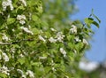 Crataegus sanguinea -Blooming hawthorn on a sunny spring day Royalty Free Stock Photo