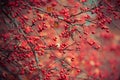 Crataegus sanguinea Royalty Free Stock Photo