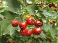 CrataÃÂ©gus. hawthorn. ripe berries. Urban plants. City nature