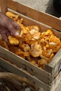 Crate of chanterelles