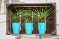 Crate decorated with three plants in blue pots in a greenhouse i