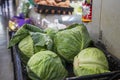 A crate filled with large green heads of lettuce at the Municipal Market in Atlanta Georgia Royalty Free Stock Photo