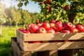 Crate Filled With Red Apples, Natural, Fresh, and Abundant Harvest, Ripe organic apples in a wooden boxes on the background of an Royalty Free Stock Photo