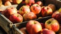 Crate Filled With Red and Yellow Apples Royalty Free Stock Photo