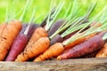 Crate of fresh colorful carrots, summer vegetables harvest