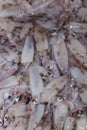 Squid for sale in a fish market Royalty Free Stock Photo