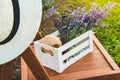 A crate full of freshly cutted lavender flowers over a chair in a lavender field.