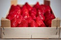 A crate full of freshly harvested strawberries Royalty Free Stock Photo