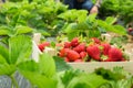 Crate with freshly harvested strawberries at farm Royalty Free Stock Photo