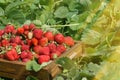 Crate full of strawberries in the field Royalty Free Stock Photo