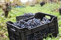 Crate with grapes in vineyard row Royalty Free Stock Photo