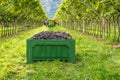 Crate of harvested grapes and rows of vines during the grape harvest in the South Tyrol / Trentino Alto Adige, northern Italy.