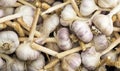 A crate with lots of Fresh Garlic Bulbs