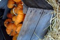 Crate of Mini Pumpkins