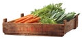 Crate of organic vegetables Royalty Free Stock Photo