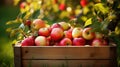 A crate overflowing with ripe red apples. Generative ai