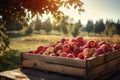 Crate Of Red Apples On Wooden Harvest Table. AI generated Royalty Free Stock Photo