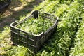 Crate and rows of harvest of arugula in garden outdoor
