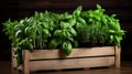 Crate showcasing a collection of aromatic basil and rosemary herbs Royalty Free Stock Photo