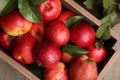 Crate with wet red apples and green leaves on table, top view Royalty Free Stock Photo