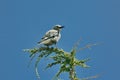 Crater Lake Oregon grey white feathered bird Royalty Free Stock Photo