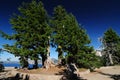 Crater Lake View With Pines Oregon USA Royalty Free Stock Photo