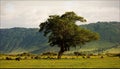 In a crater of Ngoro ngoro.