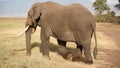 Elephant, Ngorongoro crater, Tanzania Royalty Free Stock Photo