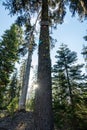 Crater Peak Route Snow Shoe Marker High In a Tree In Summer