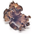 Craterellus cinereus Royalty Free Stock Photo