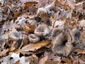 Craterellus cornucopioides aka Black Chanterelle. Edible mushroo Royalty Free Stock Photo