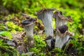 Craterellus cornucopioides Royalty Free Stock Photo