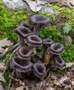 Craterellus cornucopioides edible mushrooms growing in nature. Aka Horn of plenty, black chanterelle, black trumpet etc. Royalty Free Stock Photo