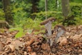 Craterellus cornucopioides fungus with forest trees in the background Royalty Free Stock Photo