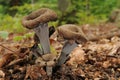 Craterellus cornucopioides fungus with forest trees in the background Royalty Free Stock Photo