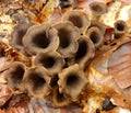 Craterellus cornucopioides Royalty Free Stock Photo