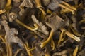 Craterellus cornucopioides, or horn of plenty, trumpet chanterelle, edible mushroom, pattern Royalty Free Stock Photo