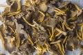 Craterellus cornucopioides, or horn of plenty, trumpet chanterelle, edible mushroom, pattern Royalty Free Stock Photo