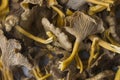 Craterellus cornucopioides, or horn of plenty, trumpet chanterelle, edible mushroom, pattern Royalty Free Stock Photo