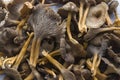 Craterellus cornucopioides, or horn of plenty, trumpet chanterelle, edible mushroom, pattern Royalty Free Stock Photo