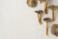 Craterellus cornucopioides, or horn of plenty, trumpet chanterelle mushroom, edible on wooden background Royalty Free Stock Photo