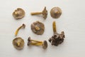 Craterellus cornucopioides, or horn of plenty, trumpet chanterelle mushroom, edible on wooden background Royalty Free Stock Photo