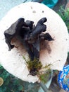 Craterellus cornucopioides mushroom in wood