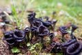 Craterellus Cornucopioides mushrooms in forest