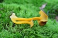 Craterellus lutescens mushroom