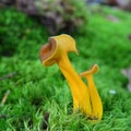 Craterellus lutescens mushroom Royalty Free Stock Photo