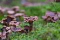 Craterellus tubaeformis Royalty Free Stock Photo