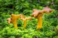 Craterellus tubaeformis. Edible mushrooms with excellent taste Royalty Free Stock Photo